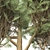 Elegant Pinus Parviflora Tree 3D model small image 4