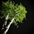 Elegant Birch Tree Mural 3D model small image 21