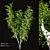 Birch v. 05 (12m) - Mesh, Textured, UV Mapped 3D model small image 8