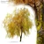 Willow Weeping Tree, Height 10m 3D model small image 1