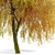 Willow Weeping Tree, Height 10m 3D model small image 4