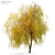 Willow Weeping Tree, Height 10m 3D model small image 7