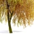 Willow Weeping Tree, Height 10m 3D model small image 11