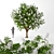 Tall Chestnut Tree (5m) 3D model small image 1