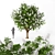 Tall Chestnut Tree (5m) 3D model small image 3