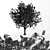 Tall Chestnut Tree (5m) 3D model small image 4