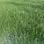 Optimal Grass Collection 3D model small image 3