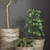 16-Piece Indoor Plant Set 3D model small image 5