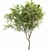 Elegant Gray Alder Tree: 3D Model 3D model small image 4