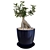 Miniature Ficus Tree 3D model small image 2