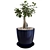 Miniature Ficus Tree 3D model small image 3