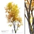 Autumn Beech: Majestic American Beauty 3D model small image 1