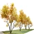 Autumn Beech: Majestic American Beauty 3D model small image 2