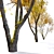 Autumn Beech: Majestic American Beauty 3D model small image 4