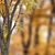 Autumn Beech: Majestic American Beauty 3D model small image 5