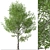 Himalayan Birch Tree Set (2 Trees) 3D model small image 2