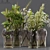 Collaction Indoor Plant Set 3D model small image 1