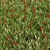 Versatile Grass Collection for Stunning Landscapes 3D model small image 1