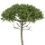 Tree-Monkey Puzzle Araucaria: Stunning 3D Model 3D model small image 3