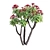 Euphorbia Atropurpurea 3D Model 3D model small image 3