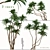 Exotic Duo: Ficus Pseudopalma (2 Trees) 3D model small image 1