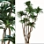 Exotic Duo: Ficus Pseudopalma (2 Trees) 3D model small image 4