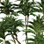 Exotic Duo: Ficus Pseudopalma (2 Trees) 3D model small image 6