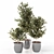 Botanical Haven: Indoor Greenery Collection 3D model small image 5