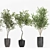 Olive Tree, Ginkgo Biloba & More: 1050-Piece Decorative Plant Collection 3D model small image 4