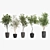 Olive Tree, Ginkgo Biloba & More: 1050-Piece Decorative Plant Collection 3D model small image 6