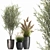 Exotic Plant Collection: Decorative Trees, Reed Grass, and Olive Trees 3D model small image 3