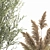 Exotic Plant Collection: Decorative Trees, Reed Grass, and Olive Trees 3D model small image 5