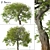 Pair of Tilia Cordata Trees 3D model small image 1