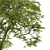 Pair of Tilia Cordata Trees 3D model small image 4