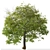 Pair of Tilia Cordata Trees 3D model small image 5