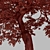 Pair of Tilia Cordata Trees 3D model small image 7