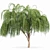 Cascade Willow Tree: Stunning 3D Model 3D model small image 2