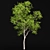 Ethereal European Bladdernut Tree 3D model small image 3