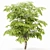 Ethereal European Bladdernut Tree 3D model small image 4