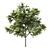 2 Acacia Trees: Polys - 281,792 & 589,772 3D model small image 4
