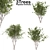 Eurasian Aspen Trio: Quaking Beauty 3D model small image 1