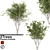 Eurasian Aspen Trio: Quaking Beauty 3D model small image 5