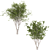 Eurasian Aspen Trio: Quaking Beauty 3D model small image 6