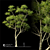 2014 Landscape Tree: Corona Render, 17m Height 3D model small image 2