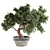 Bonsai Bliss: Indoor Plant Elegance 3D model small image 3