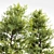 RealTree Buergerianum: High-Quality 3D Tree Model 3D model small image 3