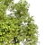 Northern Hackberry Tree - Vray and Corona Material Libraries - 13m Height 3D model small image 3