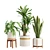 Tropical Indoor Plant Collection 3D model small image 1