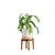 Tropical Indoor Plant Collection 3D model small image 5