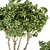 Lush Indoor Plant Set: Tree & Bush 3D model small image 2